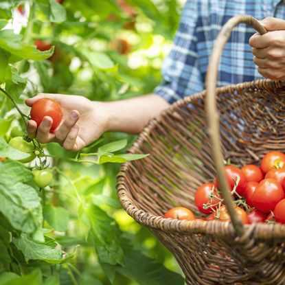 Gardener harvests tomatoes in farmer's basket