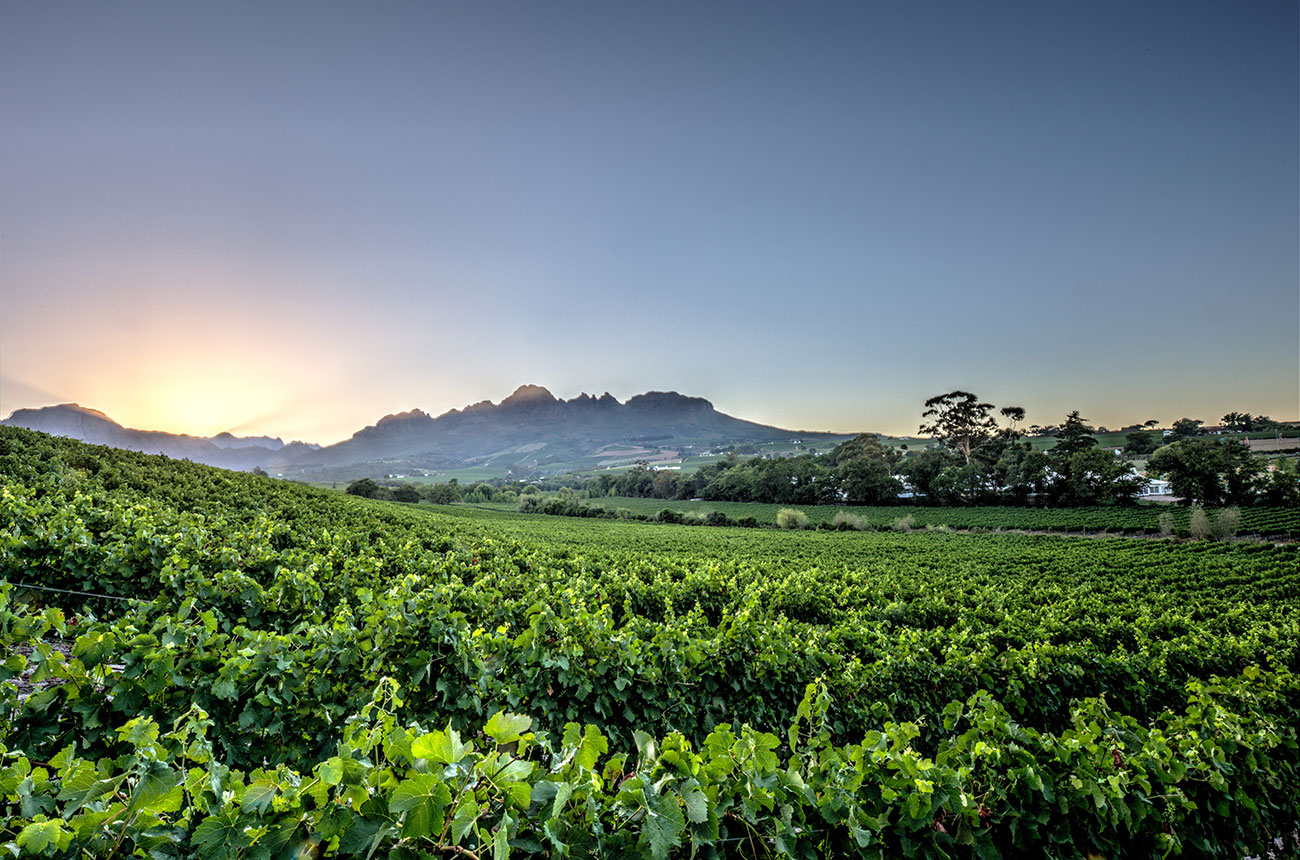 Stellenbosch wine estate, pam golding properties