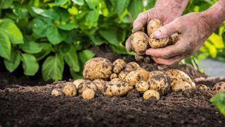 Potatoes in soil