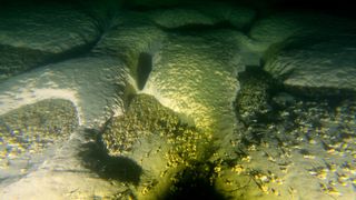 An underwater photograph of the lakebed inside one of the strange circular holes discovered at the bottom of Lake Michigan. The lakebed is lumpy and covered in little critters.