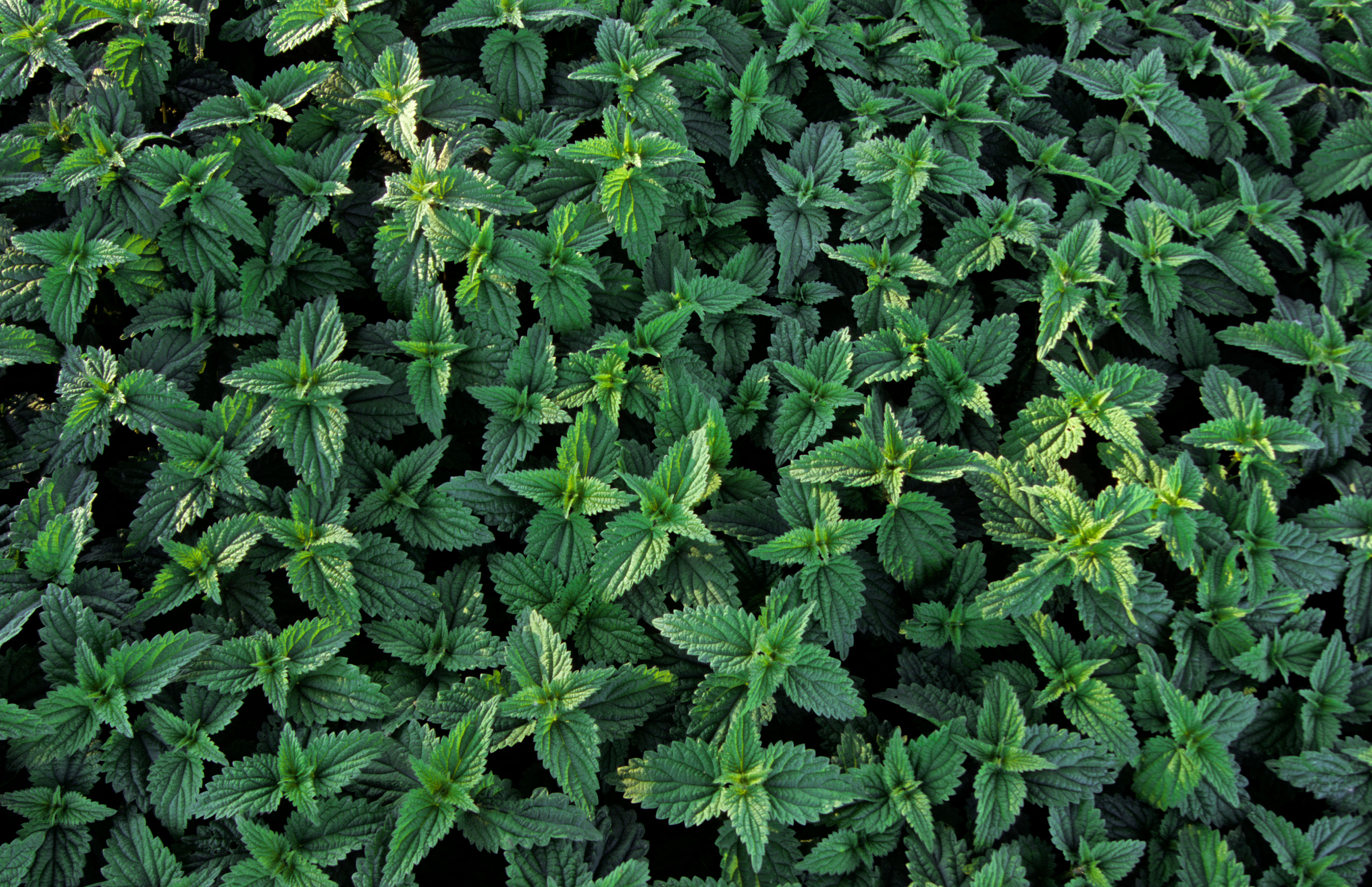 Nettle