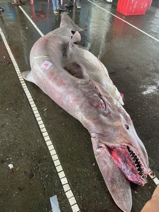 A picture of the pregnant goblin shark after fishers caught it.