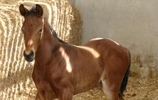 Farouche-colt.jpeg