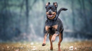 best guard dog breeds