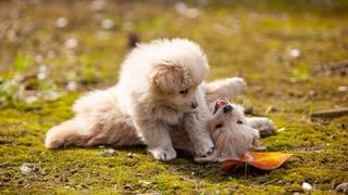 How to tire out a puppy: two puppies playing outside