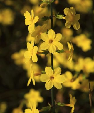 Winter jasmine