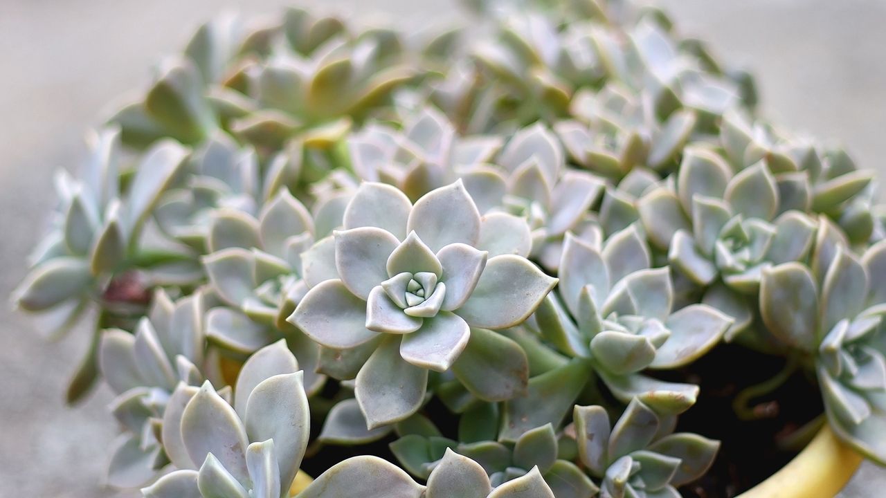 Ghost plant succulent in a backyard in a pot