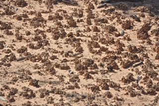 these clumps of dirt are vital to ecosystems of the desert