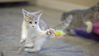 Grey and white kitten playing with a toy indoors - how long do cats live