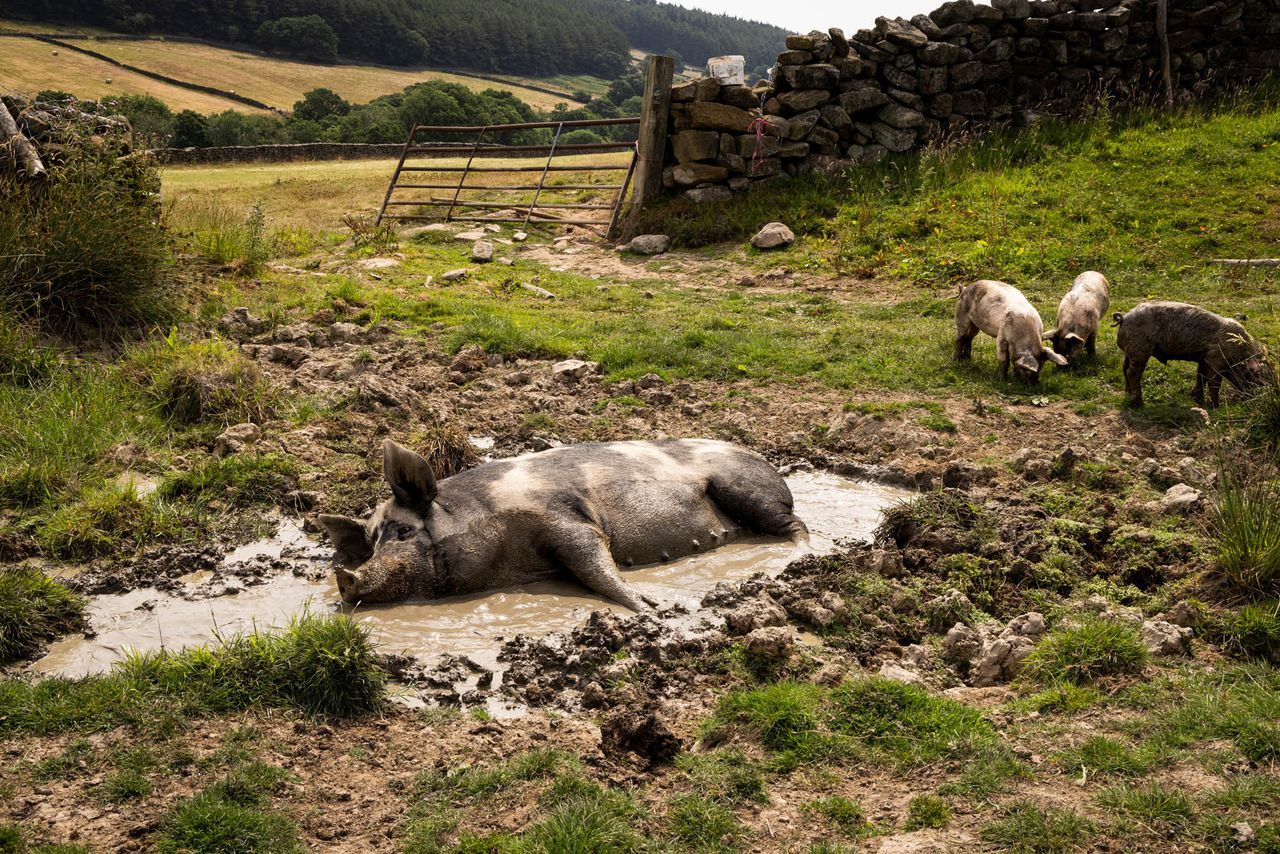 One of the images from &#039;Fields, folds and farming life&#039; by Valerie Mather.