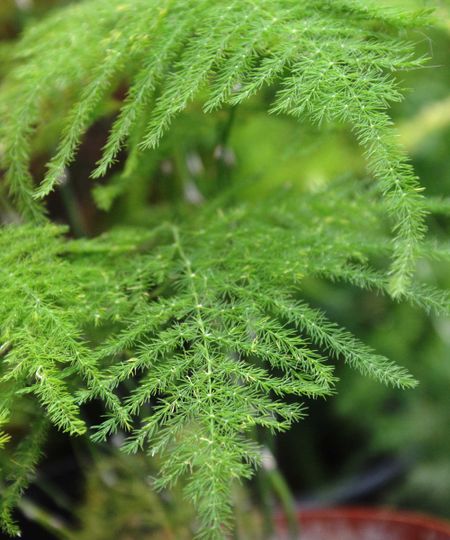 asparagus fern leaves