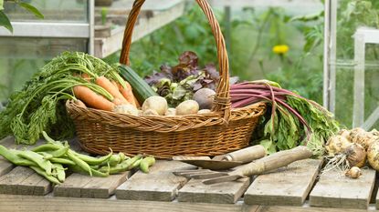 basket of home-grown vegetables