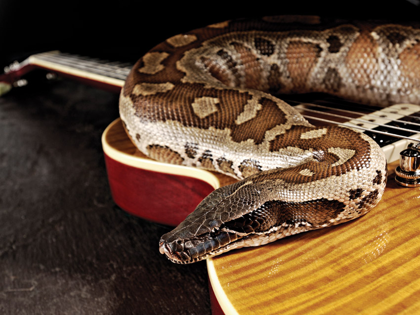 *Snake not included.