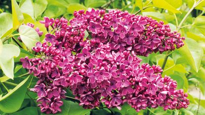 Close up of the flowers of Lilac Andenken an Ludwig Spath