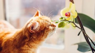 Ginger cat sniffing orchid