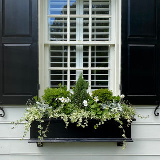 Black window box with white flowers and ivy