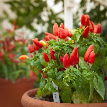 Chilli plant growing in a greenhouse