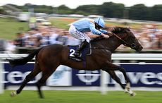 De Bruyne Horse