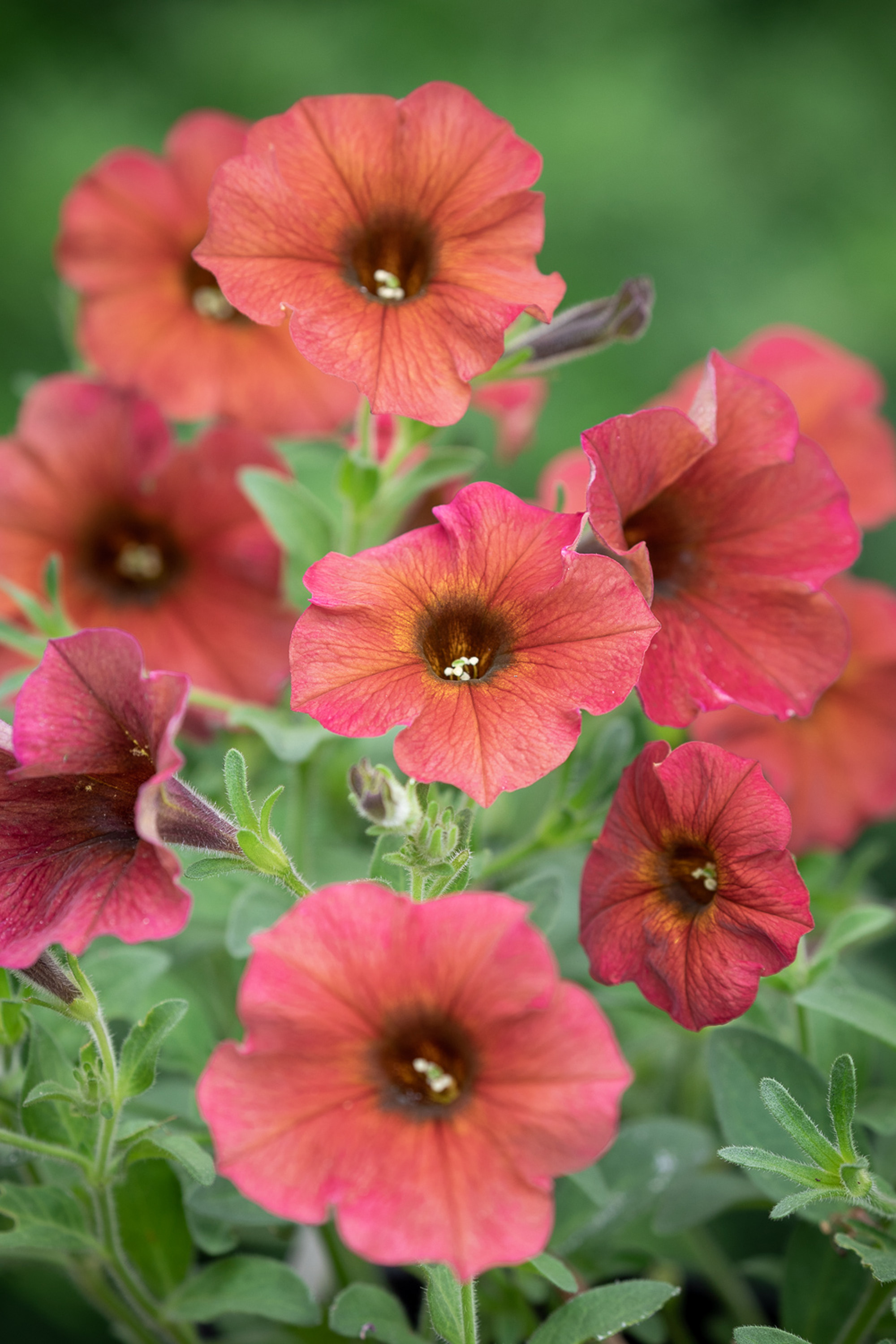 How to grow petunias add easy summer color to your garden GardeningEtc