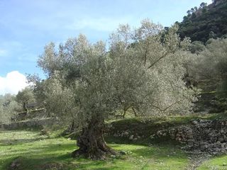 Olive tree seeds