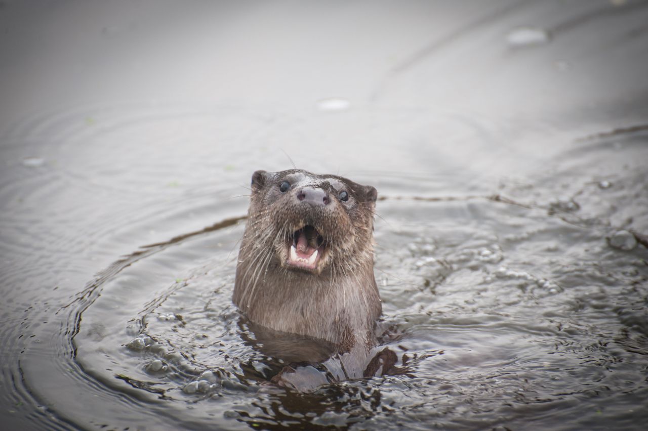 Otterly terrifying.