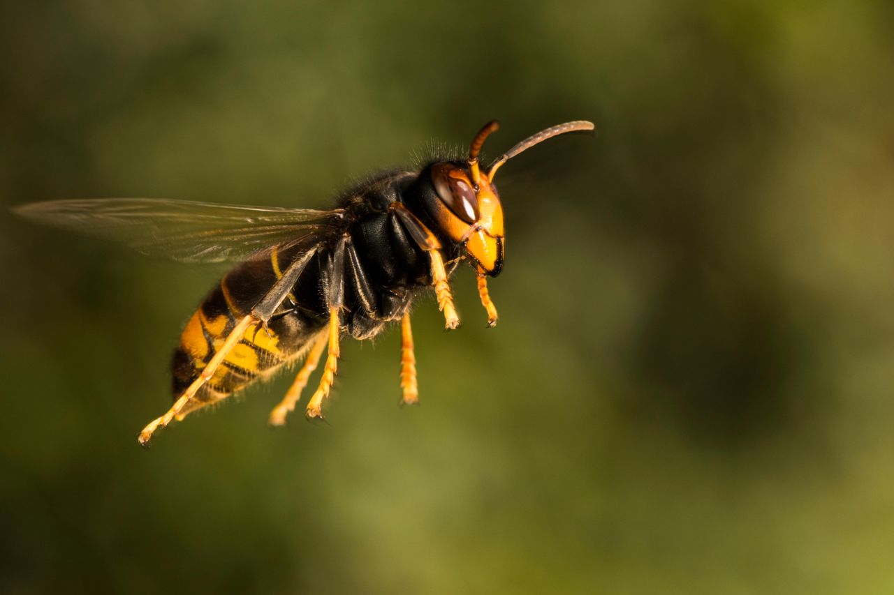 Asian hornet in flight