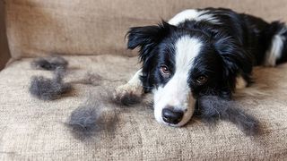Dog on sofa surrounded by dog hair