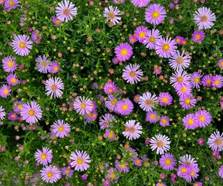 aster plants in full bloom