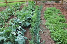 Garden Full Of Brussel Sprouts And Companion Plants