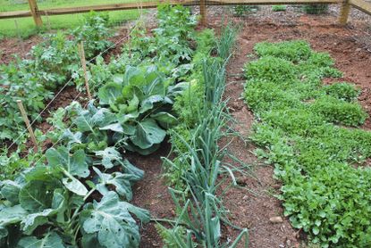 Garden Full Of Brussel Sprouts And Companion Plants