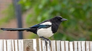 A magpie perches on a garden fence.