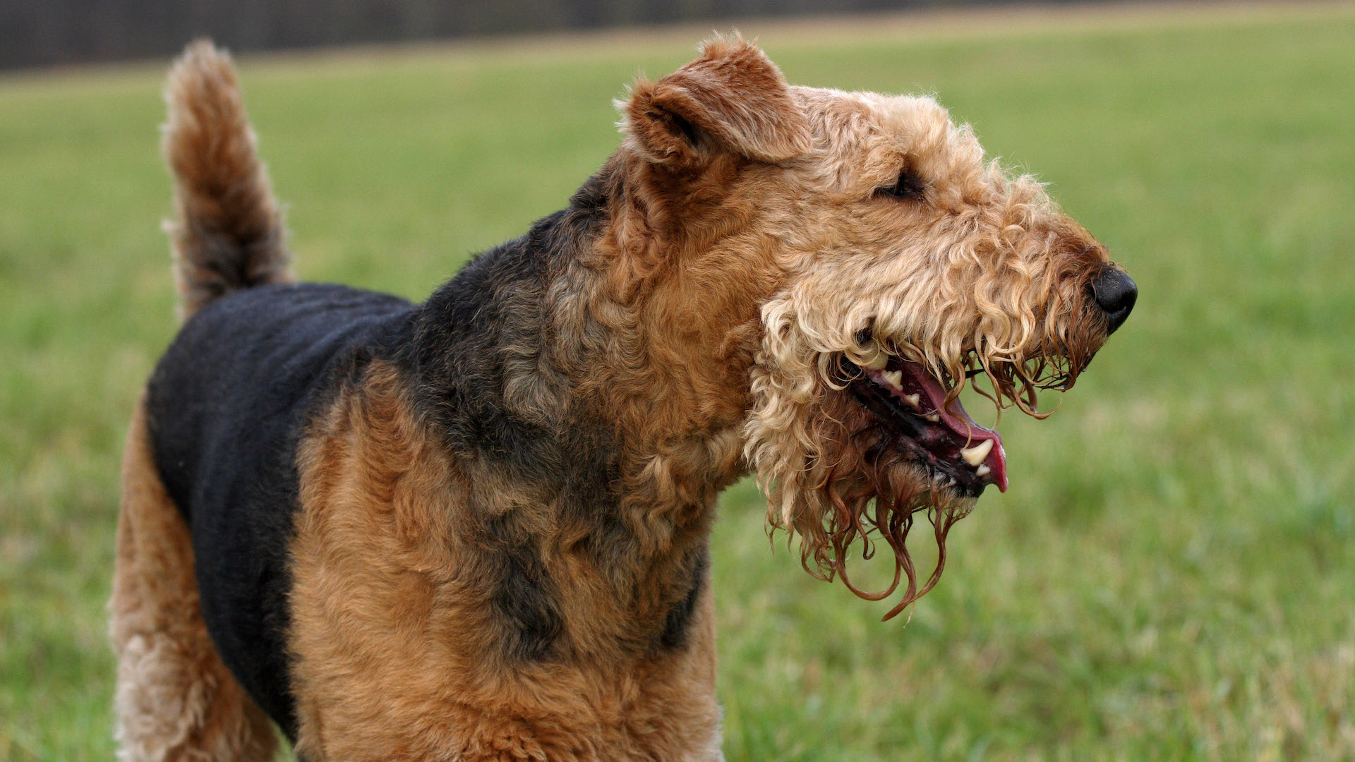 Airedale terrier