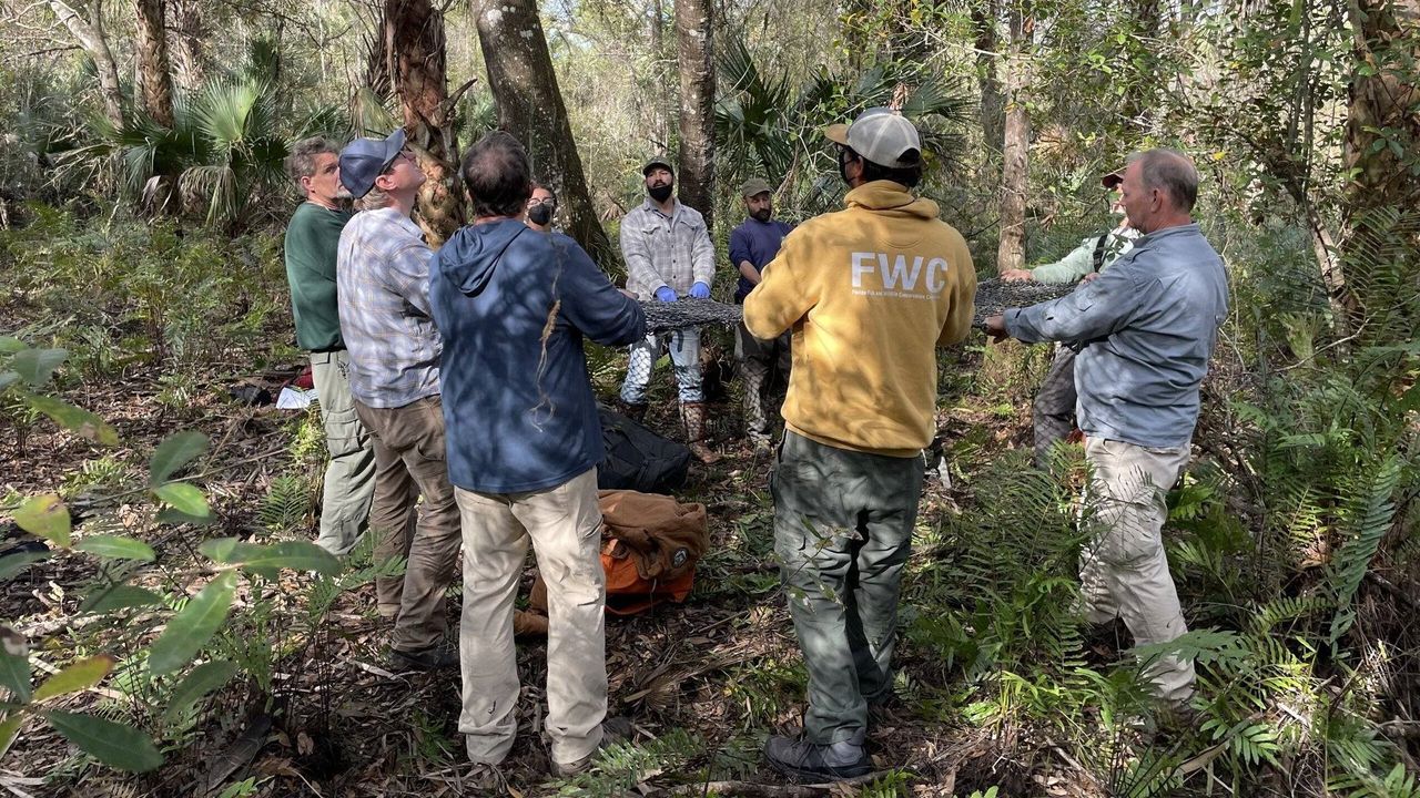 Wildlife officials stand below a tree and hold a large net.