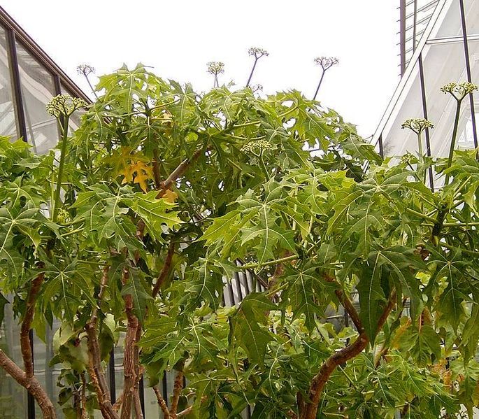 Chaya Spinach Tree