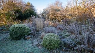 evergreens in winter garden