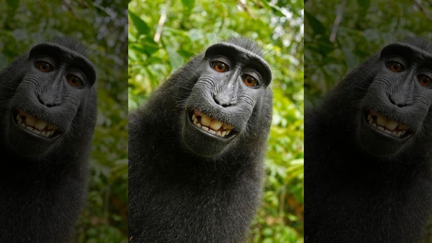 It's official: Monkeys don't own copyright on their selfies | TechRadar