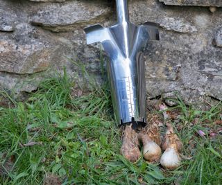 Long-handled bulb planter with spring bulbs