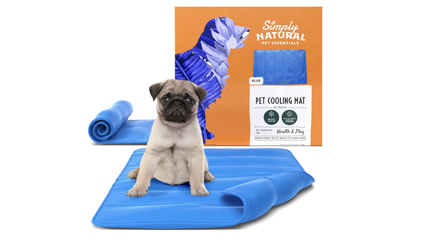 Pug on blue cooling mat