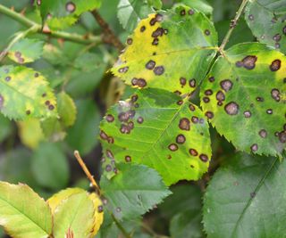 rose leaves showing signs of leaf spot