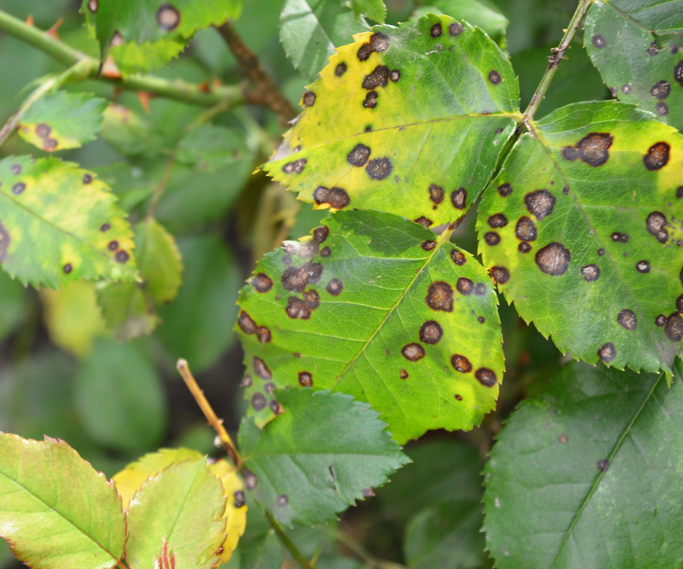 rose leaves showing signs of leaf spot