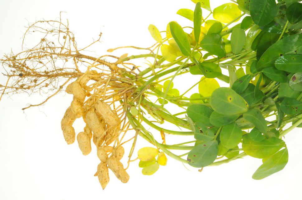 How Do Peanuts Grow? Live Science
