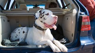 Great Dane dog with Harlequin markings laying in the trunk of the car