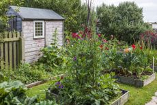 vegetable garden with sweet peas and shed