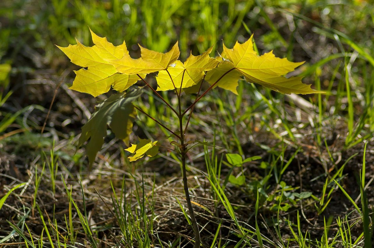 Weed Tree Seedling