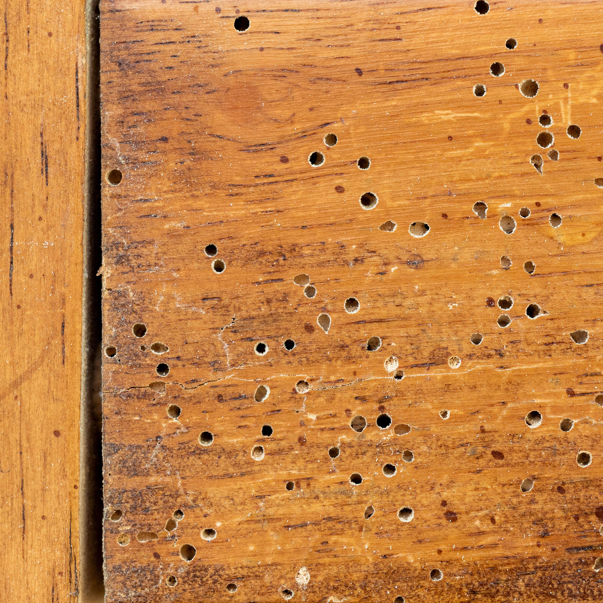 Woodworm Anobium Punctatum damage on furniture Alamy 2XB48YB (RF)