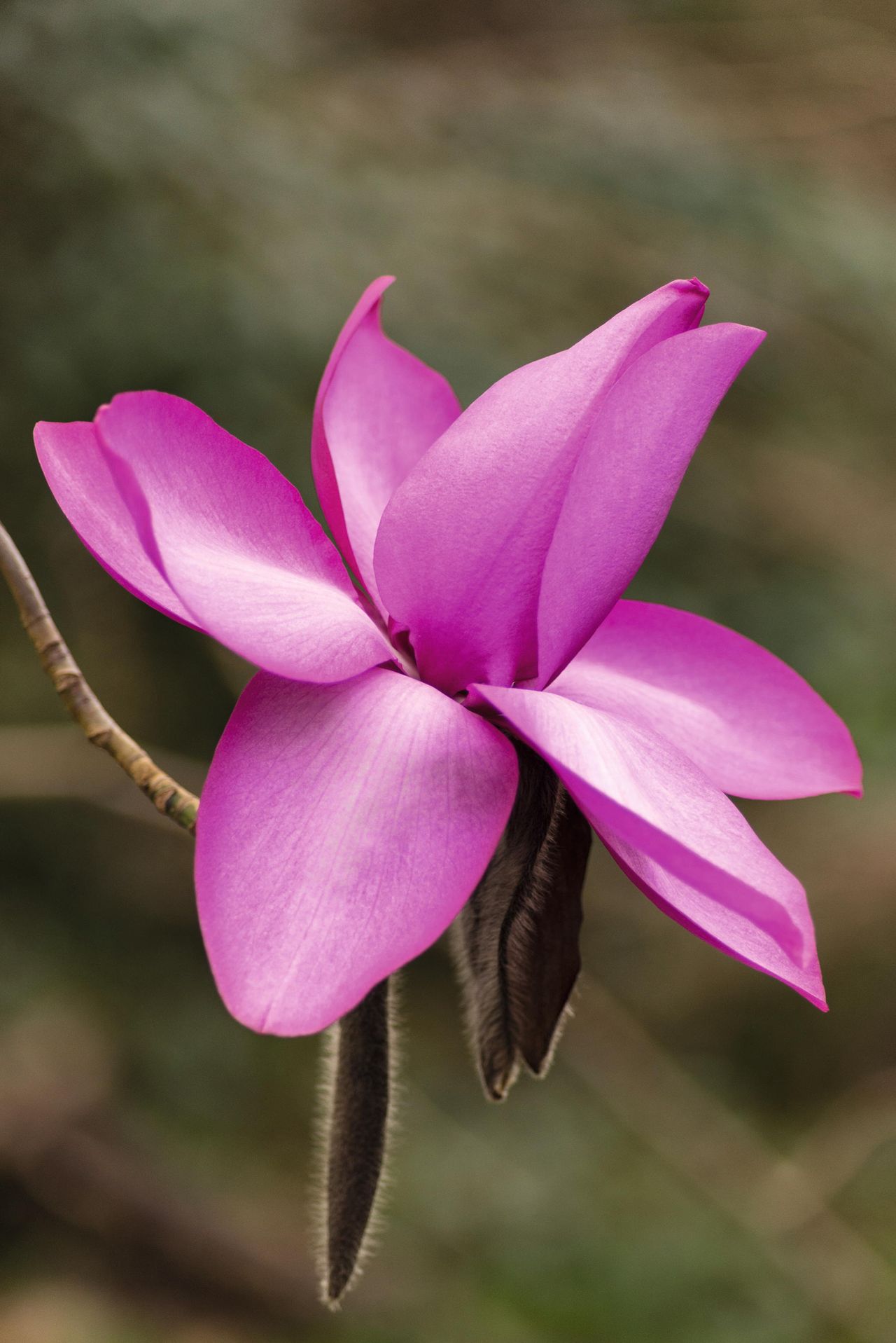 Magnolias