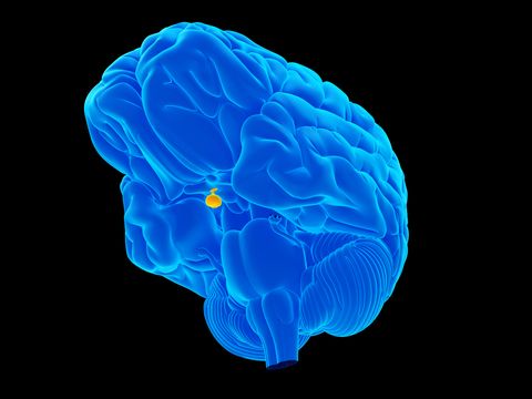 Pituitary Gland: Facts, Function & Disease | Live Science