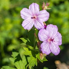 Sticky purple geranium flowers in Yellowstone National Park