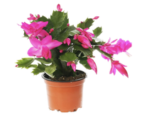Christmas cactus plant in a 1 liter pot, Amazon