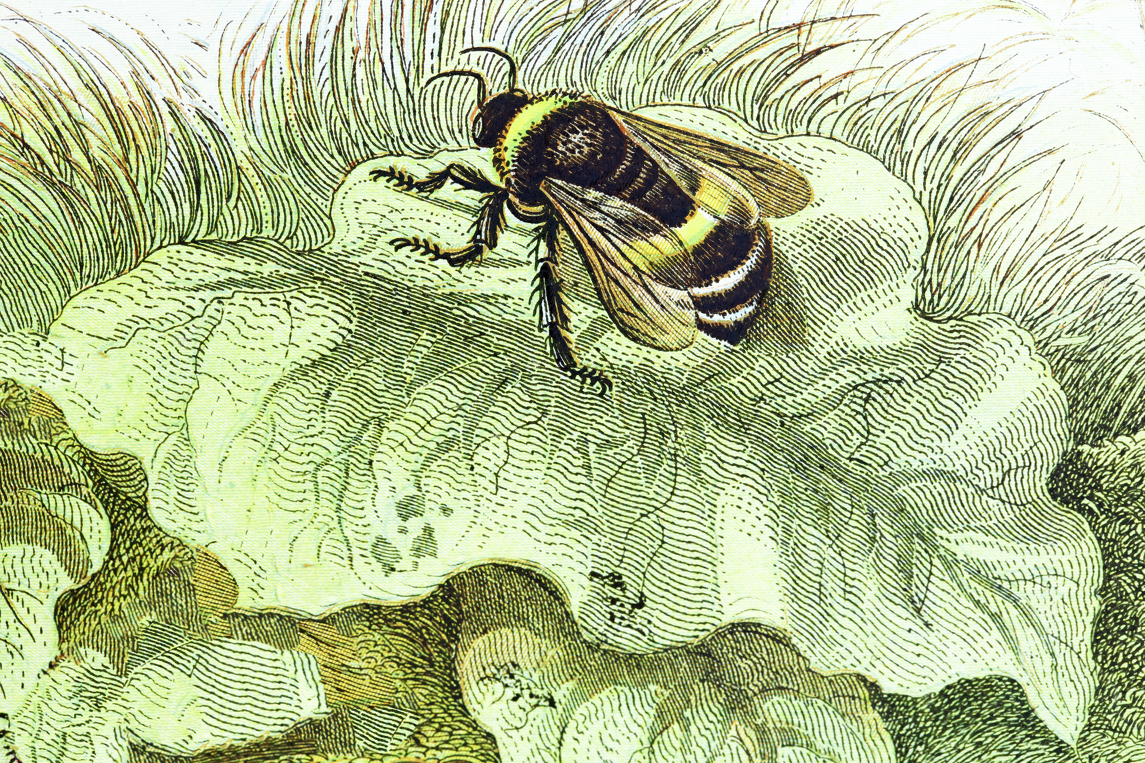 An illustration of a bee.